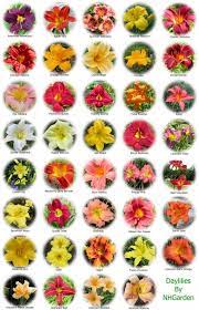 Presenting it to the others has a handful of purposes such as to strengthen the friendship bond, and to show compassion, pride, and truth. Types Of Flowers With Names And Pictures In India How To Do Thing