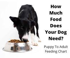 You'll want to divide their food requirement by two. How Much Food To Feed A Dog The Complete Guide Gentledogtrainers Com Au