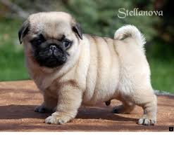 Discover More About Pug Puppies For Adoption Simply Click Here To Learn More Adoption Click Discover Learn P Cute Baby Pugs Pug Puppies Baby Pugs
