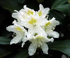 Rhododendron Cunningham S White Variegated Plants Beautiful Flowers Foliage Plants