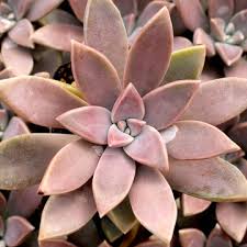 Image result for Streptopetalum