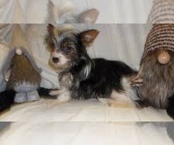 🐶 find dogs and puppies locally for sale or adoption in ontario : View Ad Biewer Terrier Puppy For Sale Near Oregon Hillsboro Usa Adn 232619