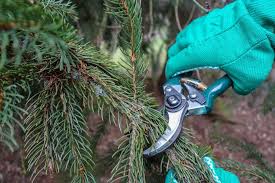 Erfahren sie hier alles zur pflege von cryptomeria japonica. Japanische Sicheltanne Pflegen Von Giessen Bis Uberwintern