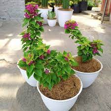 Hortensia juga populer dengan nama kembang salah satu tanaman hias bunga terindah, bunga kantung semar ialah jenis tanaman monotipik yang. Tanaman Hias Ini Nyaris Tidak Butuh Air Dan Mudah Dirawat