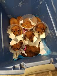 See full list on breedingbusiness.com Reproductive Services