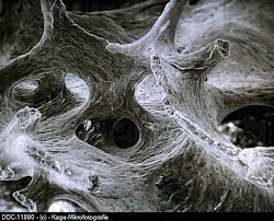 Rib Bone Scanning Electron Microscope Scanning Electron Microscope Microscopic Photography Science Images