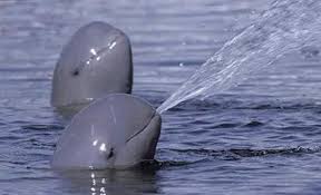Honest citizen of the world that is trying hard to protect it. Vaquita Marina Scubaverse