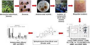 Image result for Memecylon sp. D