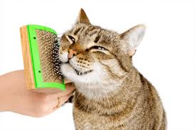 Mobile cat grooming and mobile dog grooming in campbell, cupertino, los altos, los gatos, menlo park, mountain view, palo alto, portola valley, san jose, santa clara, saratoga, stanford and sunnyvale. Cat Grooming Services Aussie Pet Mobile