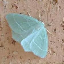 Black And White Spotted Moth Uk Image Result For Pale Blue Moth Moth Moth Tattoo Pale Beauty