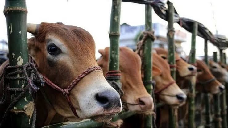 কোরবানির ও হাটের গরু