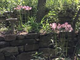 Spacing is key when planting. August Gardening Chores Gardening Charlotte