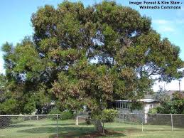 Other acacias can be low growing groundcover or small shrubs. Acacia Trees Types Leaves Flowers Thorns Identification With Pictures
