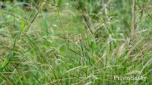 Image result for Heteropogon
