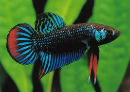 Betta Owners Urgent Attention Betta Fish Betta Fish