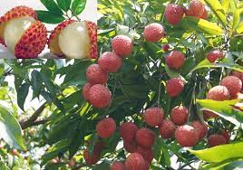 Tasting the exotic fruits of china could be part of your travel adventure in china. Six Popular Fruits In South China China Travel Blog China Blog