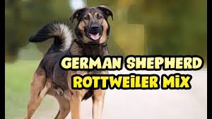 The mysterious german shepherd rottweiler mixplease send to everyone the best videos1. German Shepherd Rottweiler Mix 2021 Gsd Rott Hybrid Cross Breed