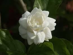 Pin On Beautiful Flowers
