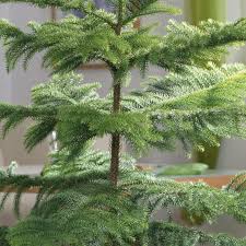 Image result for Araucaria columnaris
