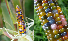 Some purpling on the lower stem and on the undersides of leaves on new plants is perfectly normal and okay. How To Grow Use Glass Gem Corn The Most Beautiful Corn In The World