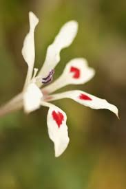 Image result for Pelargonium alchemilloides
