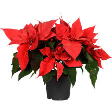 Weihnachtsstern Rot Mit Goldglitter Topf ø Ca 13 Cm Euphorbia Pulcherrima