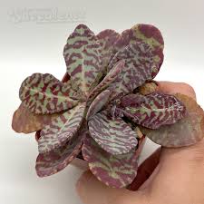 Image result for Kalanchoe humilis