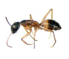 Local pest control service covering eastern pennsylvania. Ant Pest Control Services Rentokil Canada