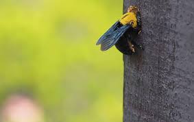18 ways to get rid of carpenter bees (wood bees) without killing them. let us help you get rid of carpenter bees with our 100% satisfaction guarantee! Where Does Carpenter Bee Damage Occur Around Texas Homes