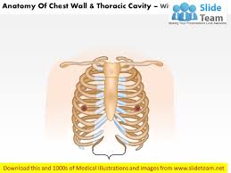 Region in the trunk of the body that lies between the neck and… Anatomy Of Chest Wall And Thoracic Cavity Medical Images For Power Po