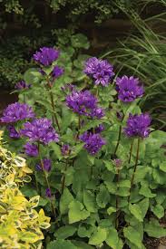 Perennial cut flowers zone 9. Superba