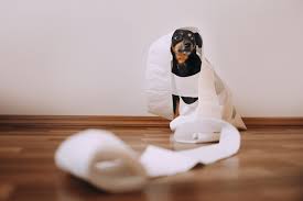 Dog Ate Paper 2021 Why Is My Puppy Eating Paper All Of A Sudden