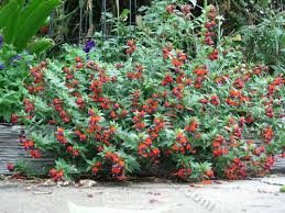 Integrifolia, is commonly called the white bat plant. Photo Of Bat Face Cuphea Cuphea Llavea Plant Drought Tolerant Sun To Part Shade Grows 1 To 2 Ft Tall X 2 To 3 Ft Wid Plants Cuphea Plant Shade Landscaping