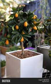 The orangish yellow fruits are rounder than other lemon varieties and the meyer lemon produces a tart and slightly sweet flavor. Decorative Small Fruit Image Photo Free Trial Bigstock