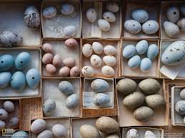 A mí me encantan los huevos revueltos, son simples y rápidos de hacer, y habitualmente a los niños también les gustan mucho. Coleccion De Huevos De Ave Seculares En El Museo Estatal De La Universidad De Nebraska Estados Unidos Estos Huevos De Ave De Mas De Bird Eggs Egg Art Bird