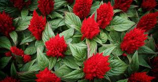 They grace every occasion in the true sense of the term. 40 Types Of Red Flowers With Pictures Flower Glossary