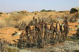 Image result for Myrothamnus