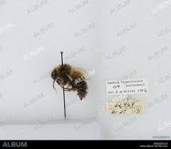 Image result for Bombus hyperboreus