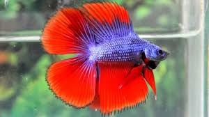 Cupang ciamik jutaan rupiah majalah pe… agustus 11, 2021 37+ gambar ikan cupang nemo koi images. 10 Daftar Harga Ikan Cupang Terbaru 2021 Ilmu Peternakan