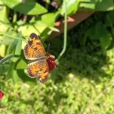 Image result for Emilia coccinea