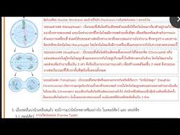 (mitosis ) การแบ่งเซลล์แบบไมโทซิส เป็นการแบ่งเซลล์ เพื่อเพิ่มจำนวนเซลล์ของร่างกาย ใน. à¹€à¸‰à¸¥à¸¢à¹ƒà¸šà¸‡à¸²à¸™à¸— 5 6 à¸à¸²à¸£à¹à¸š à¸‡à¹€à¸‹à¸¥à¸¥ à¹à¸šà¸šà¹„à¸¡à¹‚à¸—à¸£à¸‹ à¸ªà¹à¸¥à¸°à¹„à¸¡à¹‚à¸­à¸‹ à¸ª I à¸¡ 3 Youtube