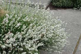 Image result for Lankesteria alba