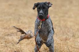 Purebred german wirehaired pointer puppies for sale $900. The German Wirehaired Pointer A Bird Dog That Does It All
