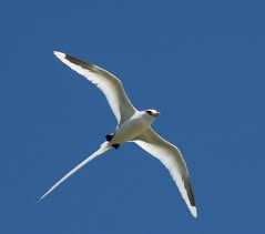 List Birds That Start With B White Tailed Tropicbird Seen At The Kilauea Lighthouse On Kauai Oiseaux Du Ciel Oiseau En Vol Oiseaux De Mer