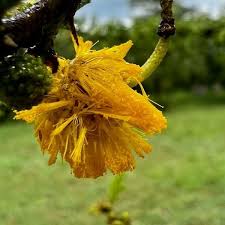 Image result for Acacia hockii