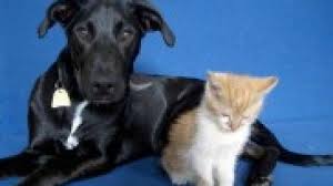 Convivencia Entre Perro Y Gato Es Posible Consumer
