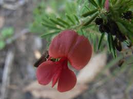 Image result for Virgilia oroboides