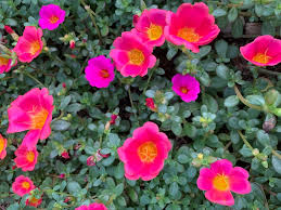 Ver más ideas sobre jardines, plantas, plantas jardin. Amor De Un Dia Portulaca Grandiflora Naturalista