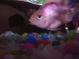 Check spelling or type a new query. Parrot Fish Laying Eggs Parrotcichlid Com