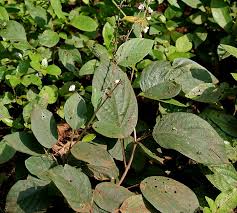 Image result for Pleurolobus